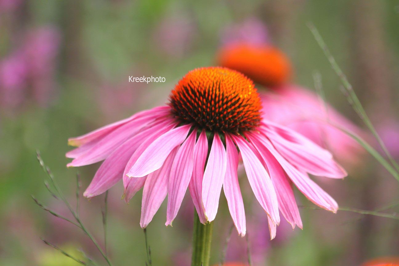 Echinacea purpurea