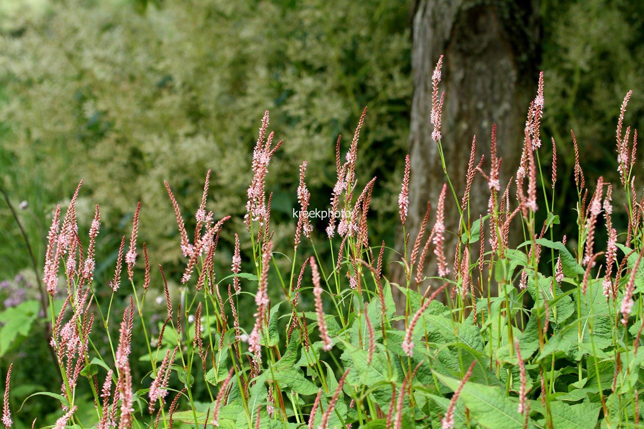 Persicaria amplexicaulis 'Rosea'