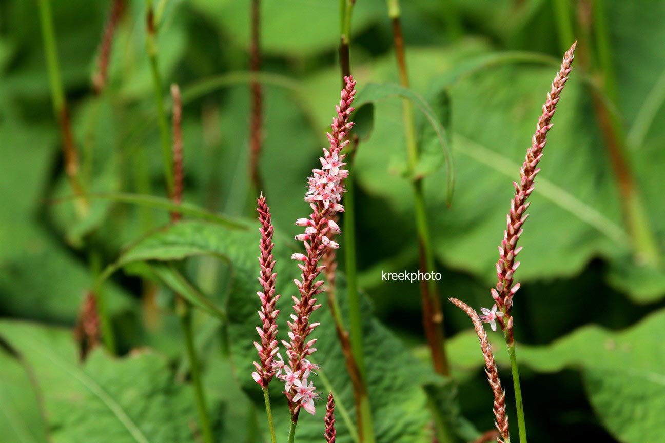 Persicaria amplexicaulis 'Rosea'