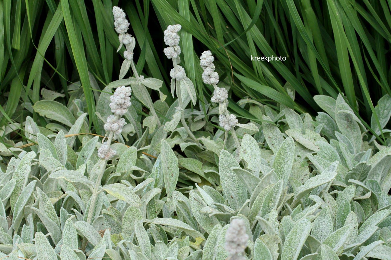 Stachys byzantina 'Cotton Boll'