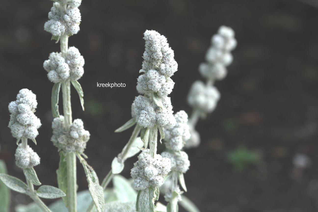 Stachys byzantina 'Cotton Boll'