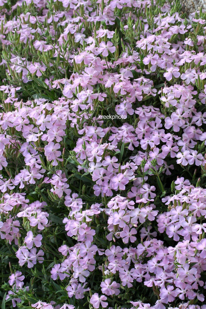 Saponaria lempergii 'Max Frei'