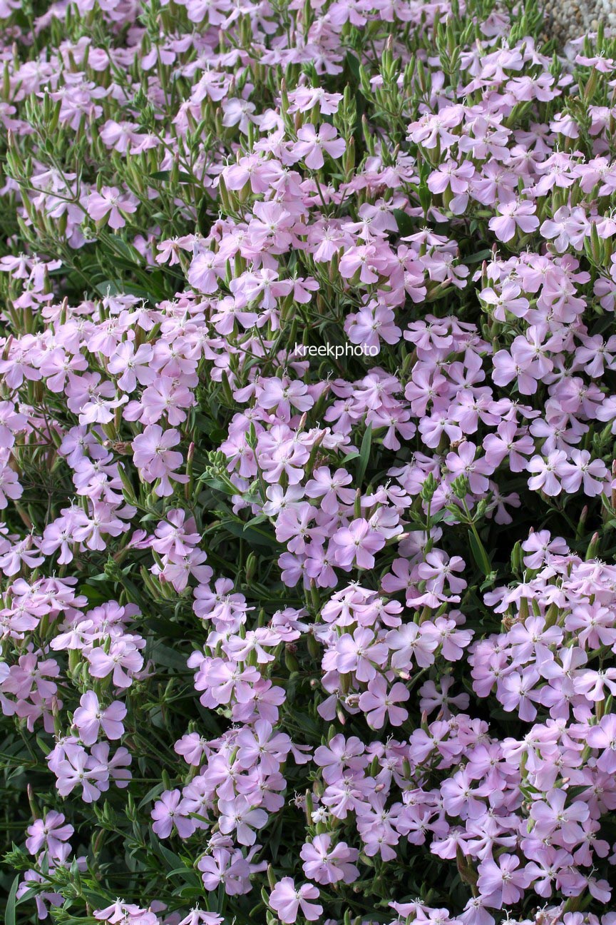 Saponaria lempergii 'Max Frei'