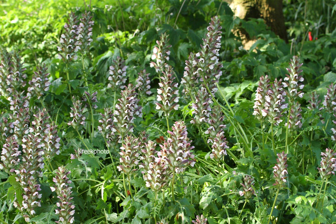 Acanthus hungaricus