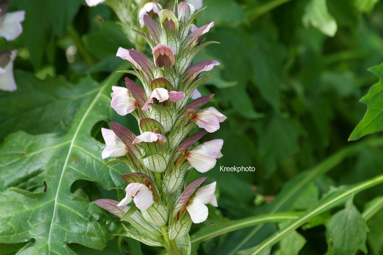 Acanthus hungaricus