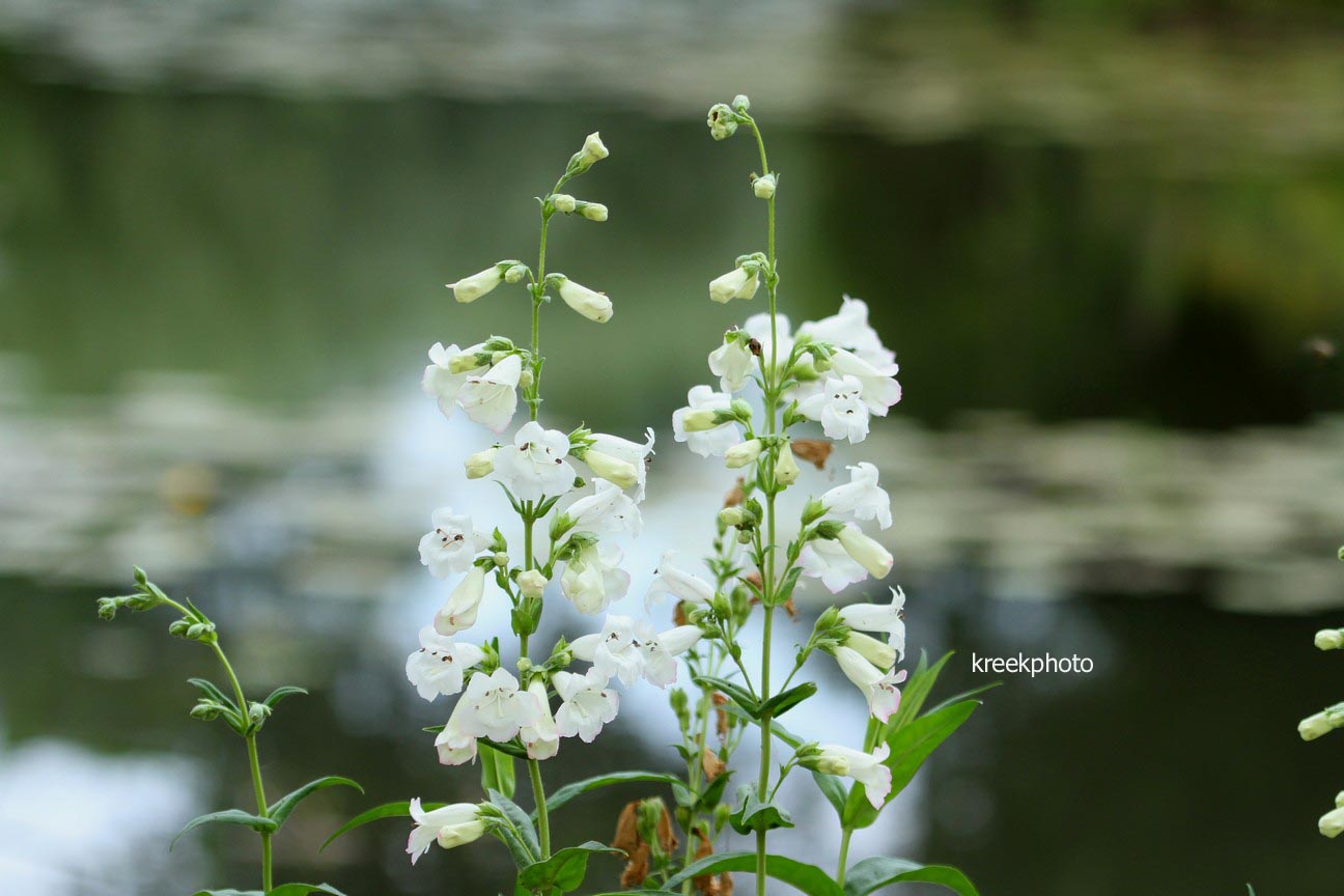 Penstemon 'White Bedder'