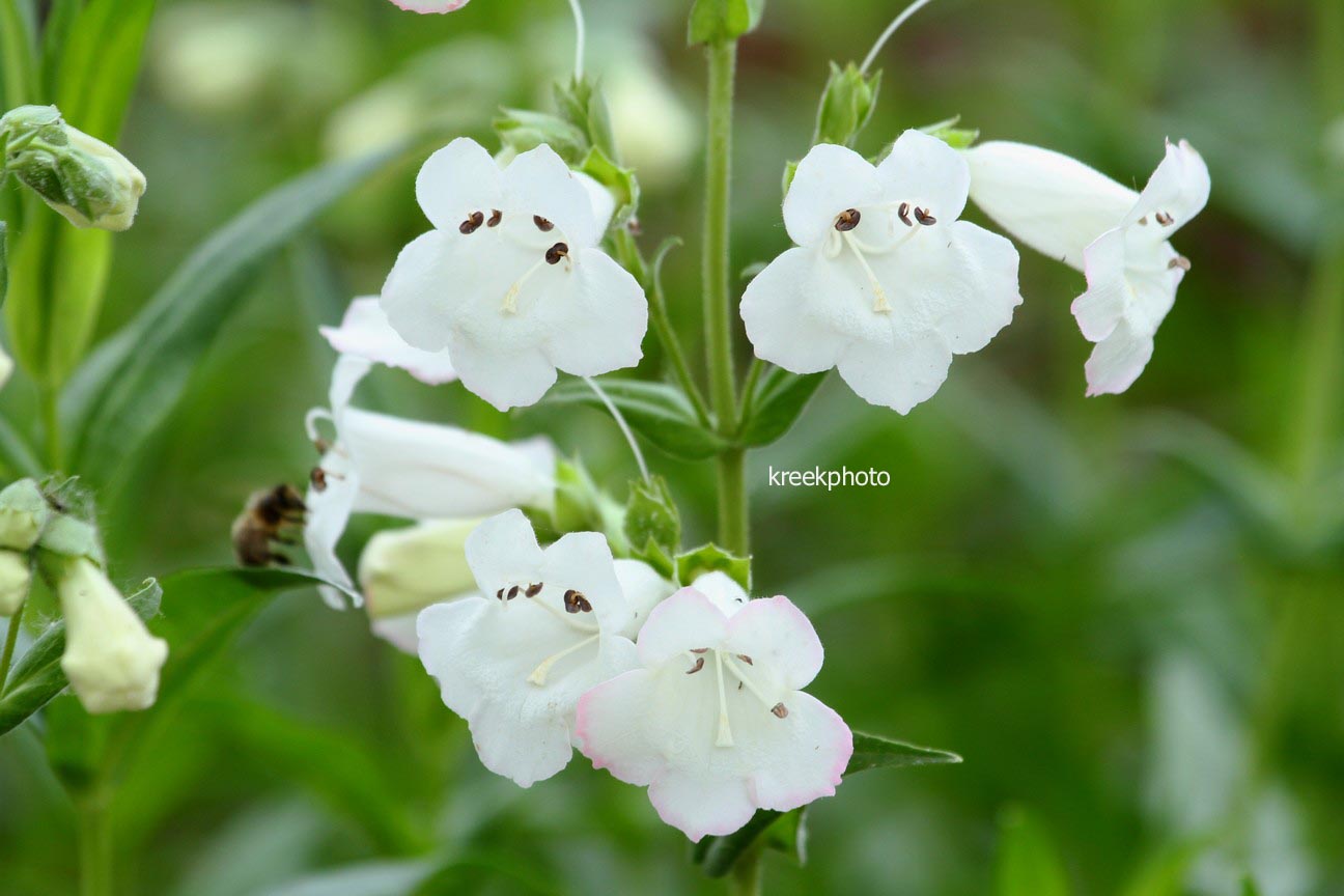 Penstemon 'White Bedder'