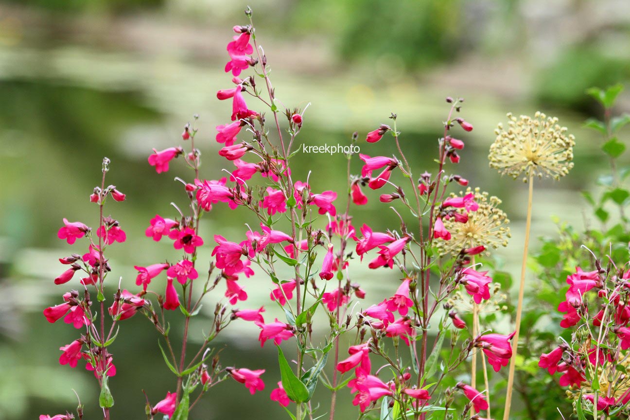 Penstemon 'Andenken an F. Hahn' (GARNET)