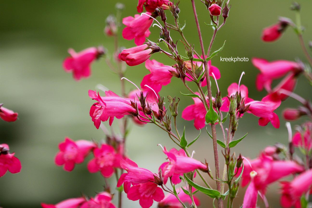 Penstemon 'Andenken an F. Hahn' (GARNET)