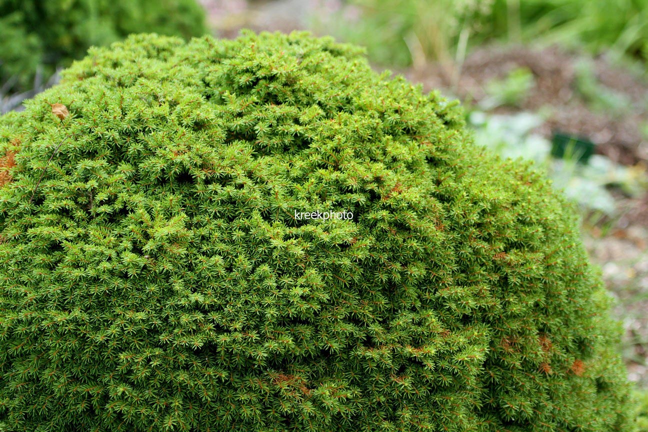 Picea abies 'Little Gem'