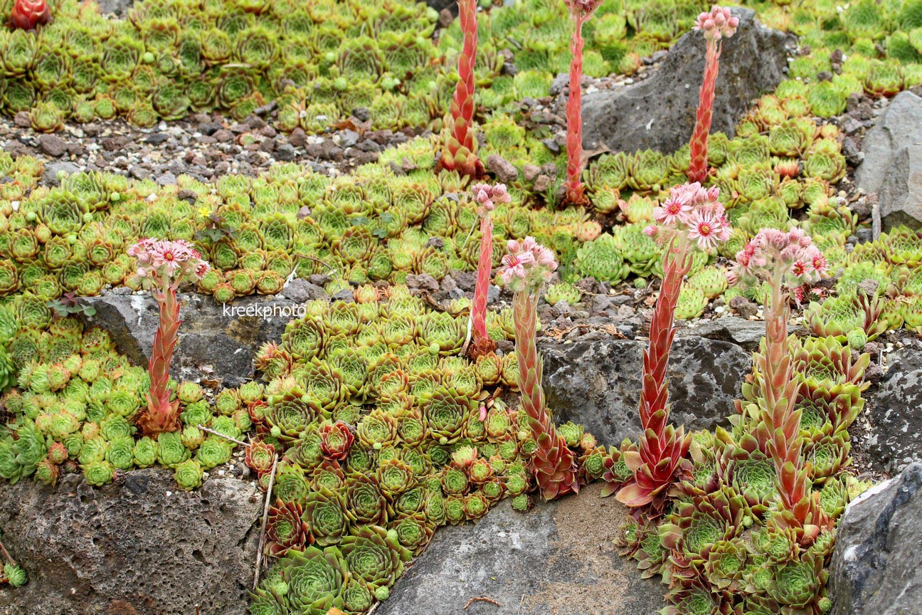 Sempervivum 'Commander Hay'