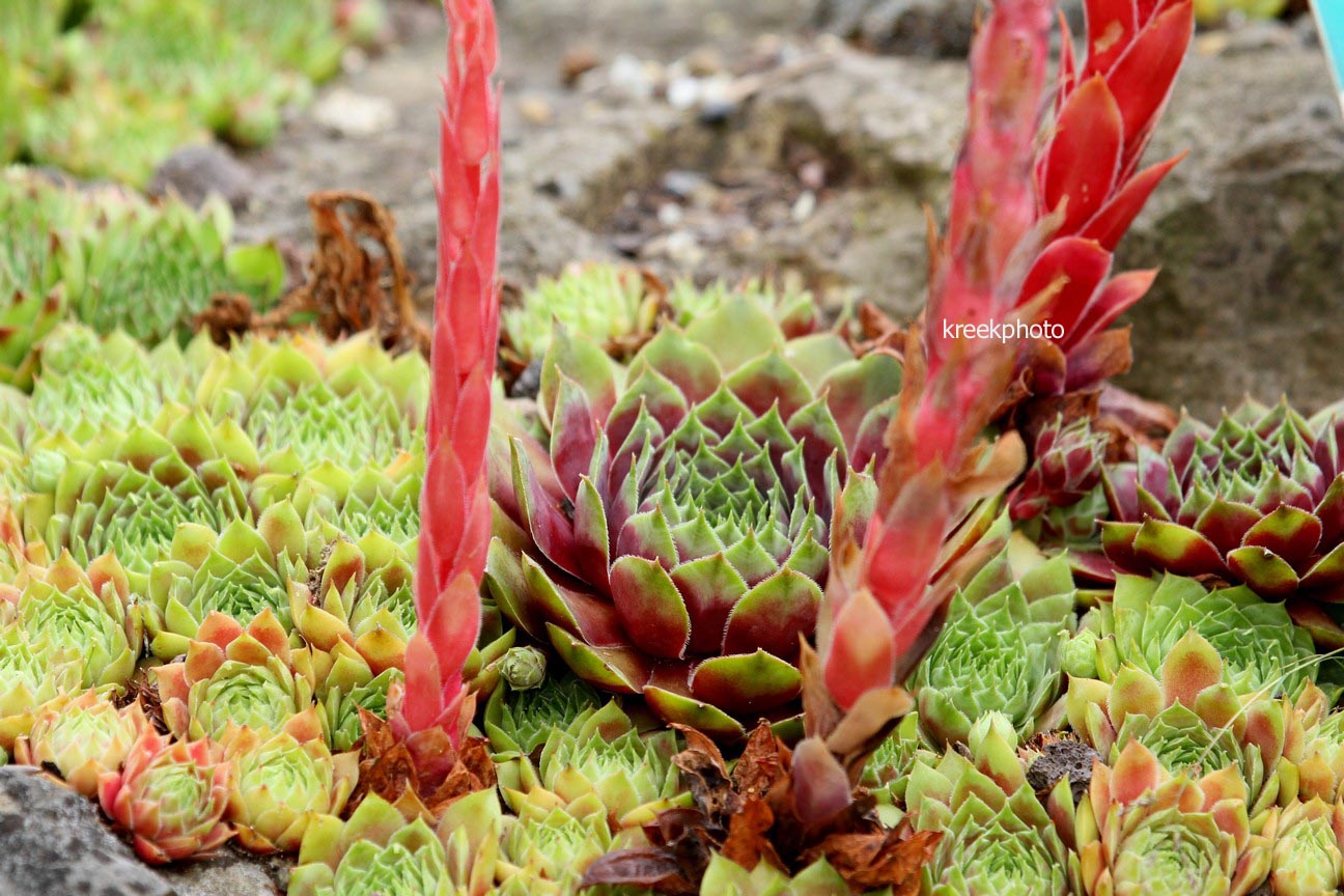 Sempervivum 'Commander Hay'