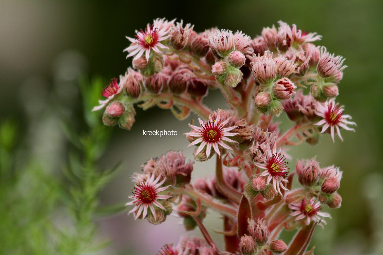 Sempervivum 'Commander Hay'