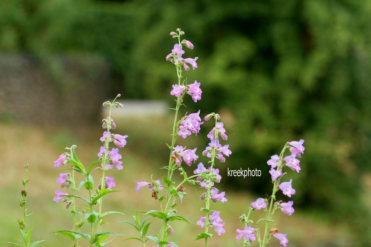 Penstemon 'Sour Grapes'