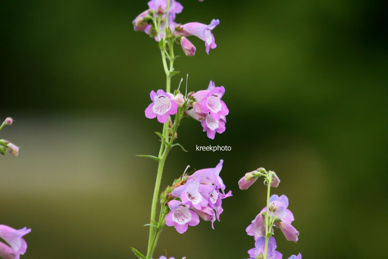 Penstemon 'Sour Grapes'