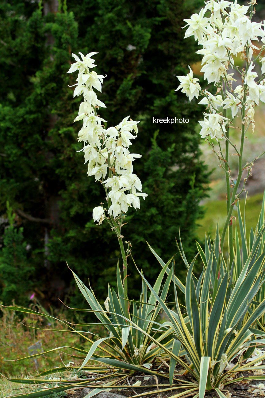 Yucca filamentosa 'Bright Edge'