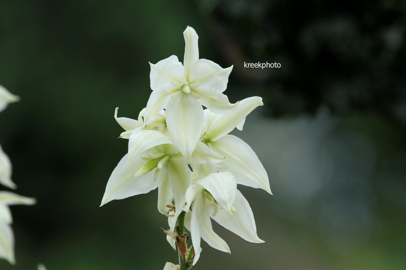 Yucca filamentosa 'Bright Edge'