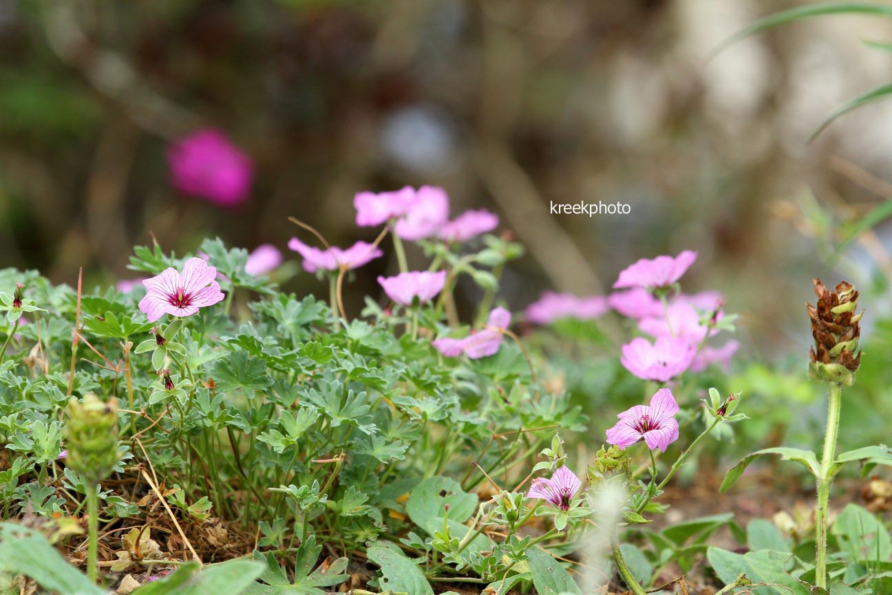 Geranium cinereum 'Ballerina'