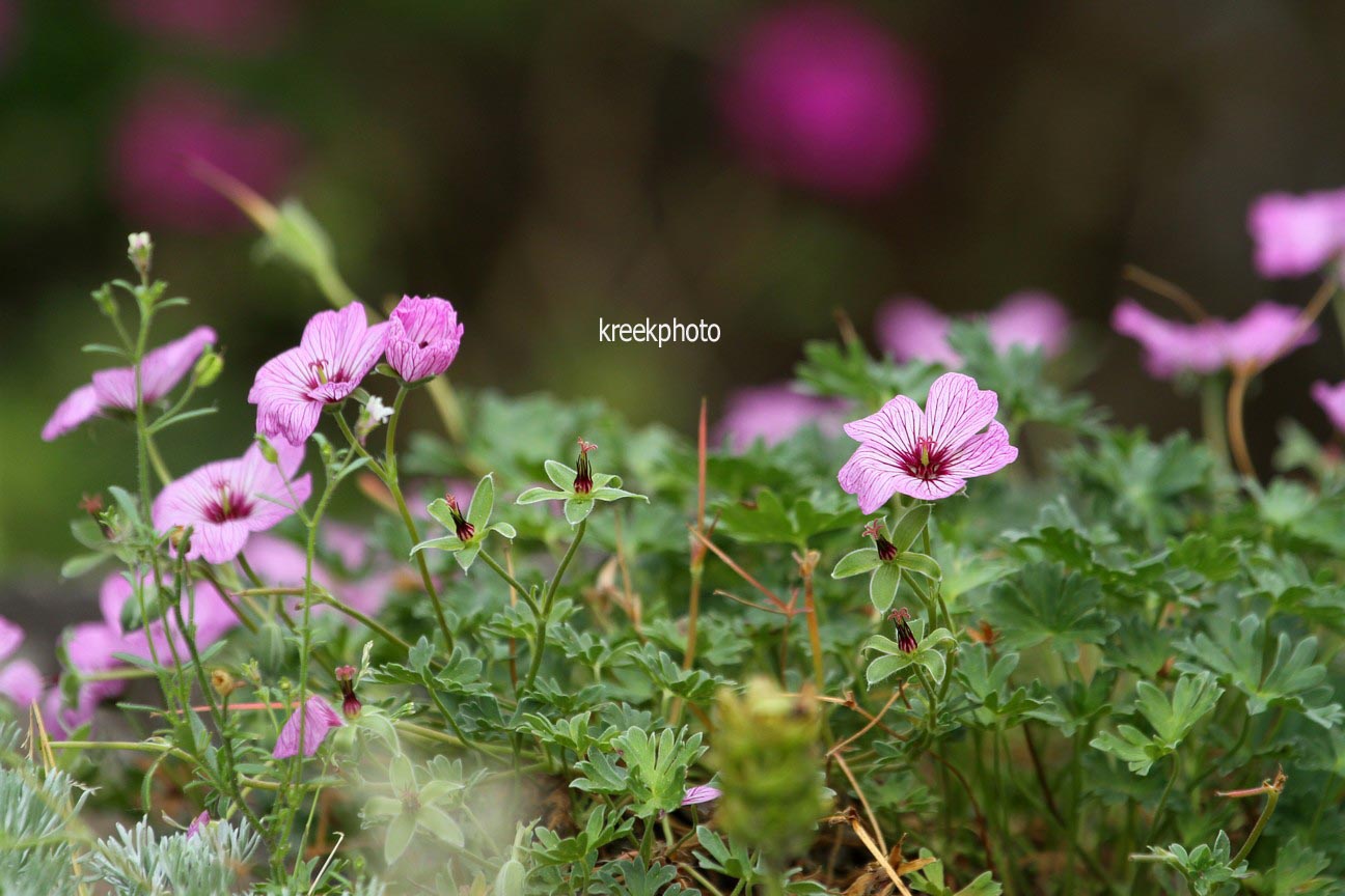 Geranium cinereum 'Ballerina'