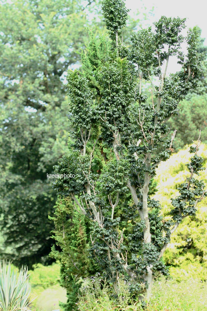 Fraxinus excelsior 'Crispa'