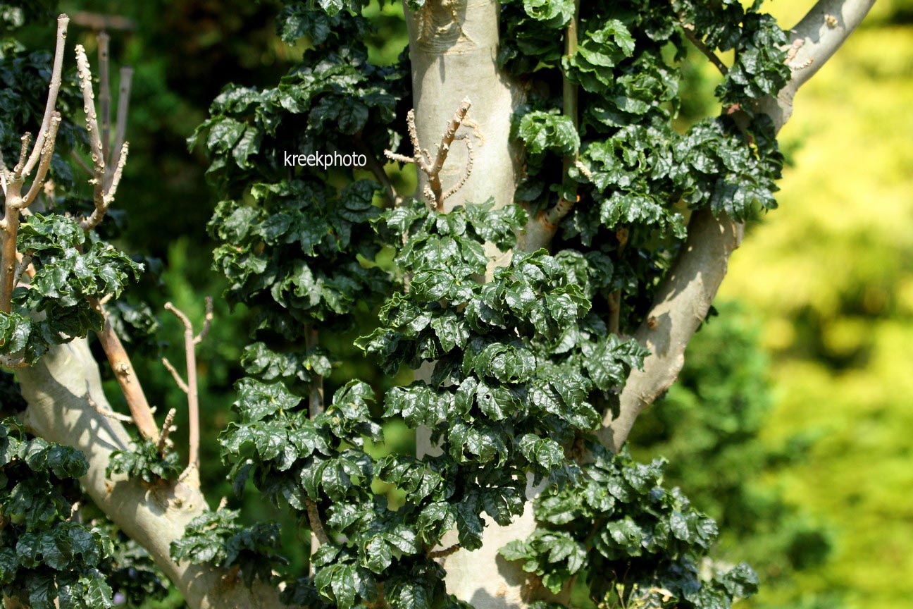 Fraxinus excelsior 'Crispa'