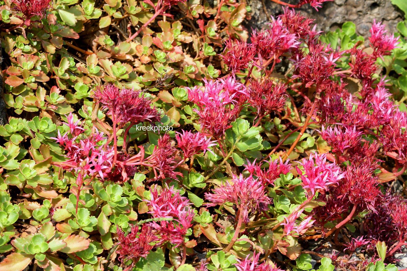 Sedum spurium 'Schorbusser Blut'