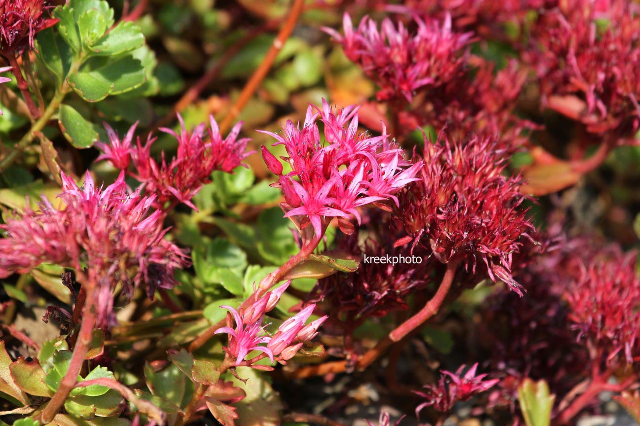 Sedum spurium 'Schorbusser Blut'