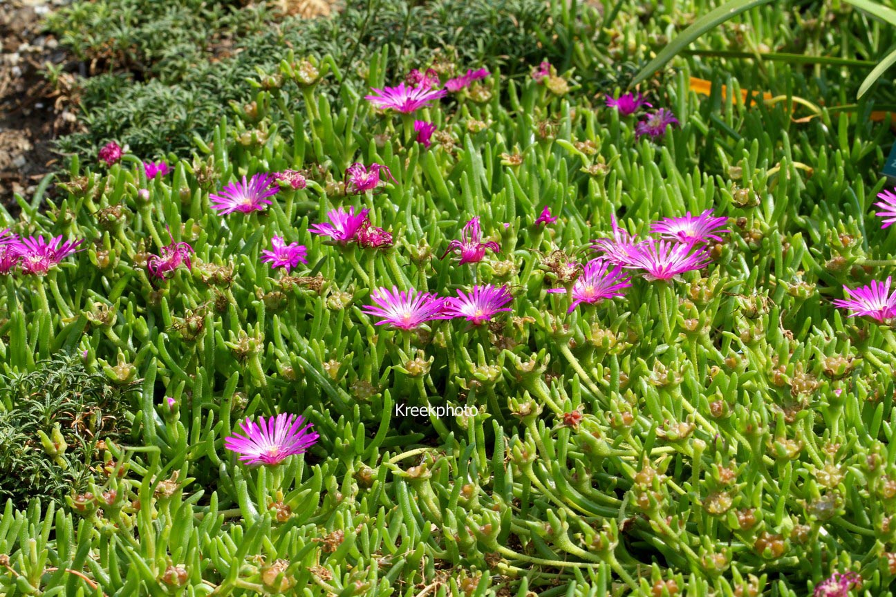 Delosperma cooperi