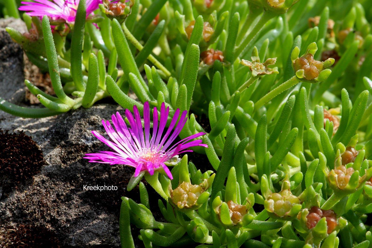 Delosperma cooperi