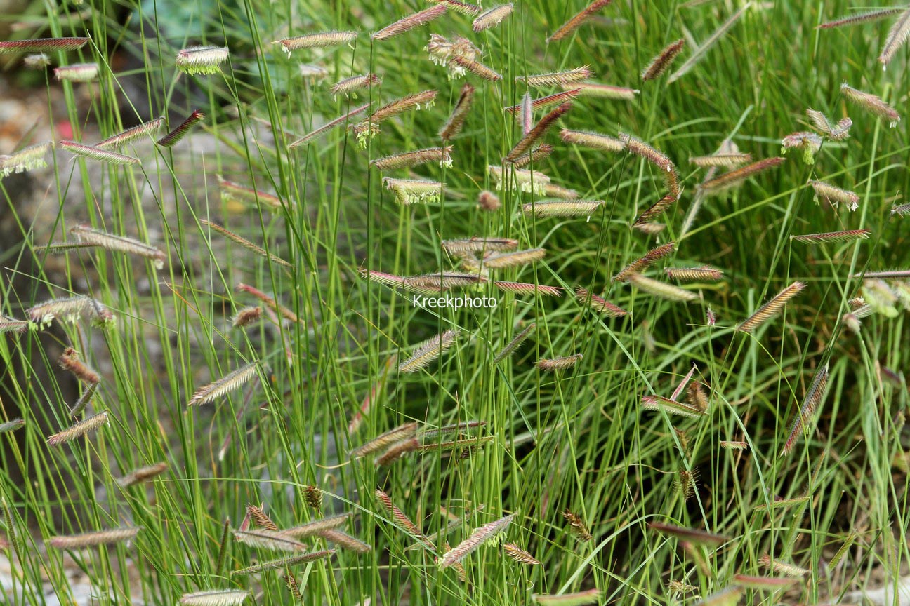 Bouteloua gracilis