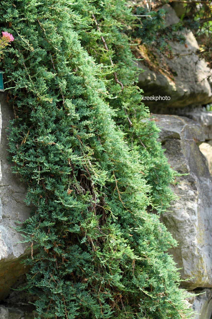 Juniperus horizontalis 'Wiltonii'