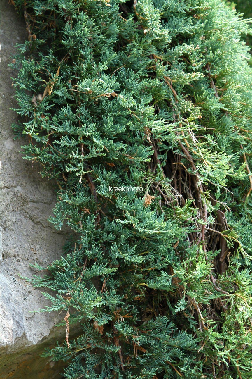 Juniperus horizontalis 'Wiltonii'