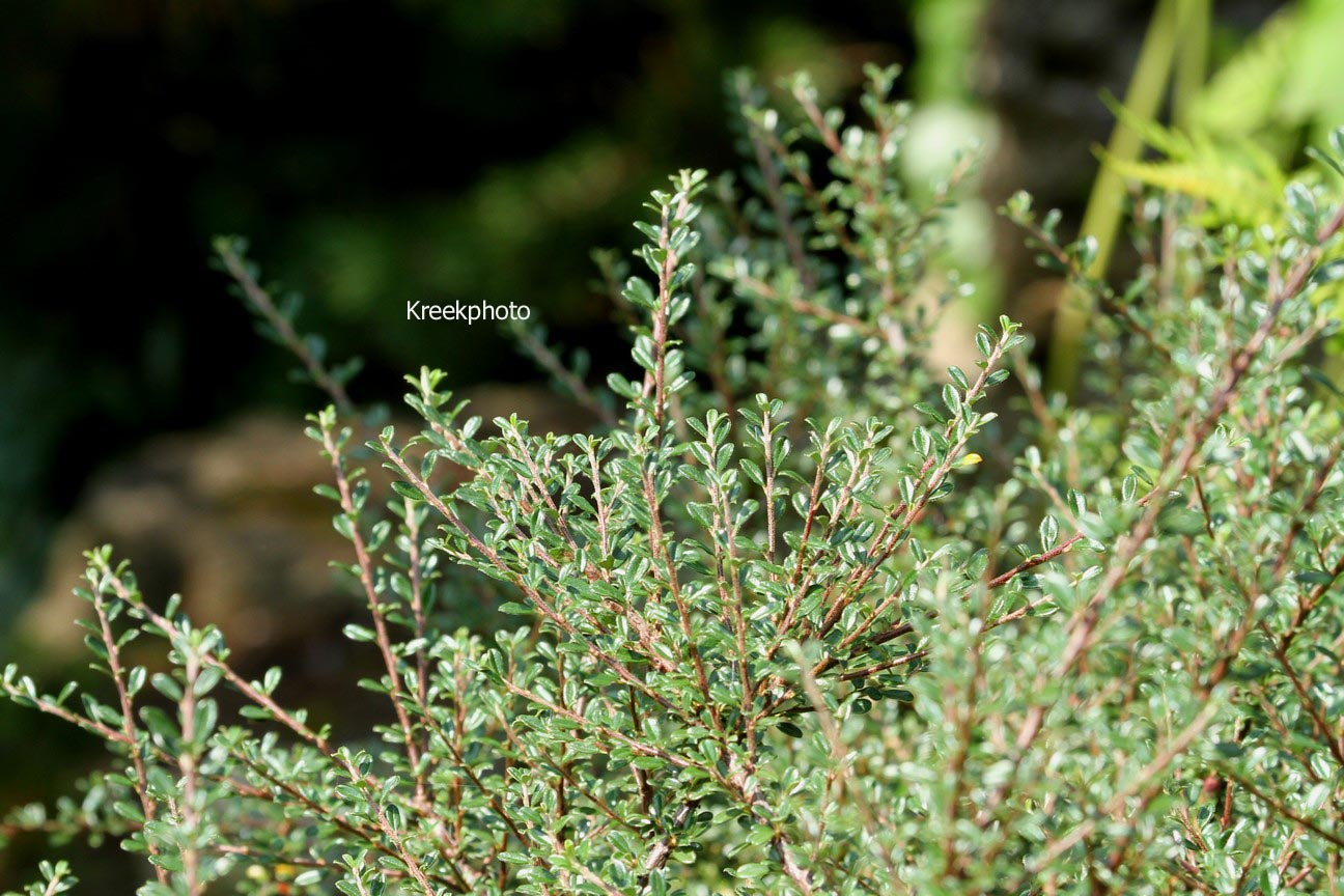 Cotoneaster microphyllus