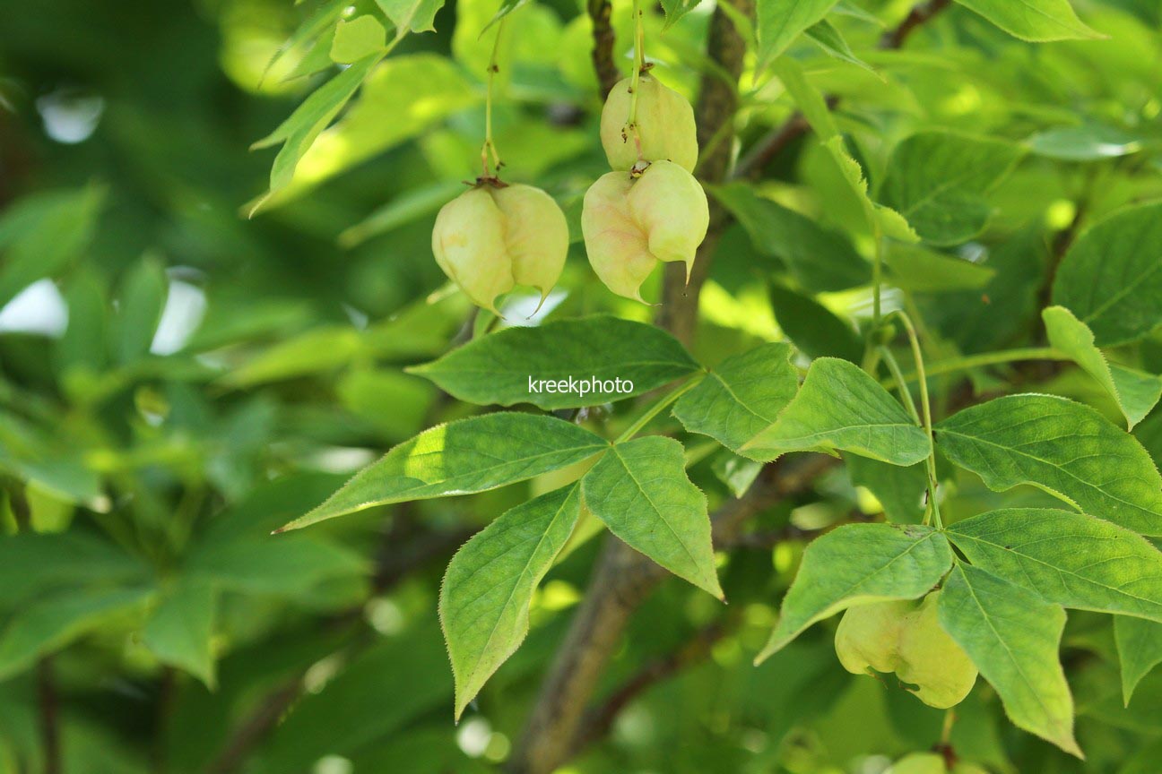 Staphylea pinnata