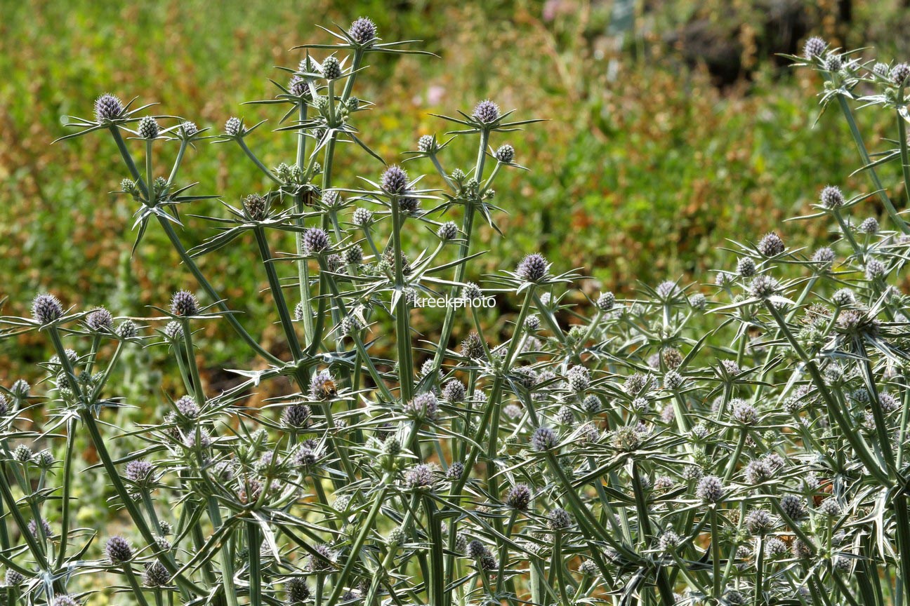 Eryngium variifolium