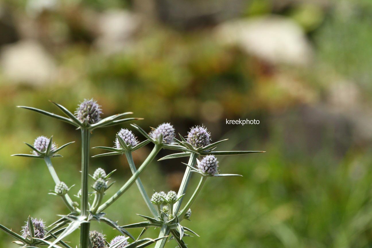 Eryngium variifolium