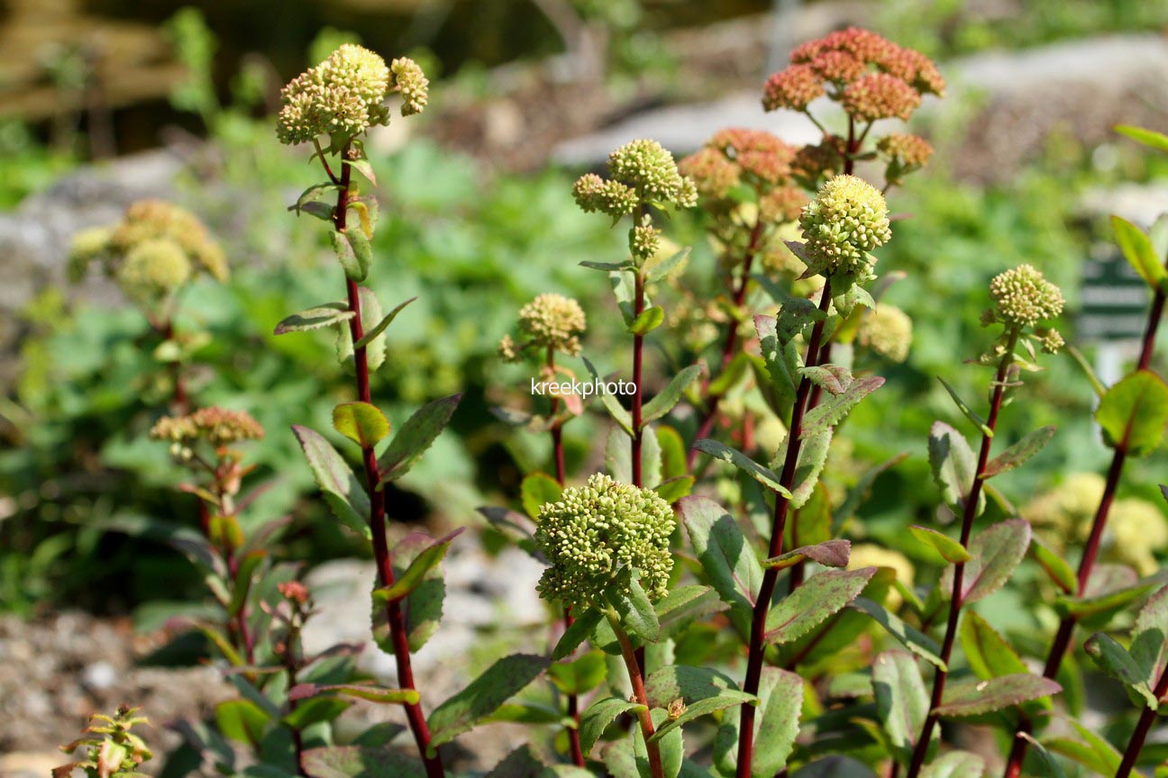 Sedum telephium ssp. maximum