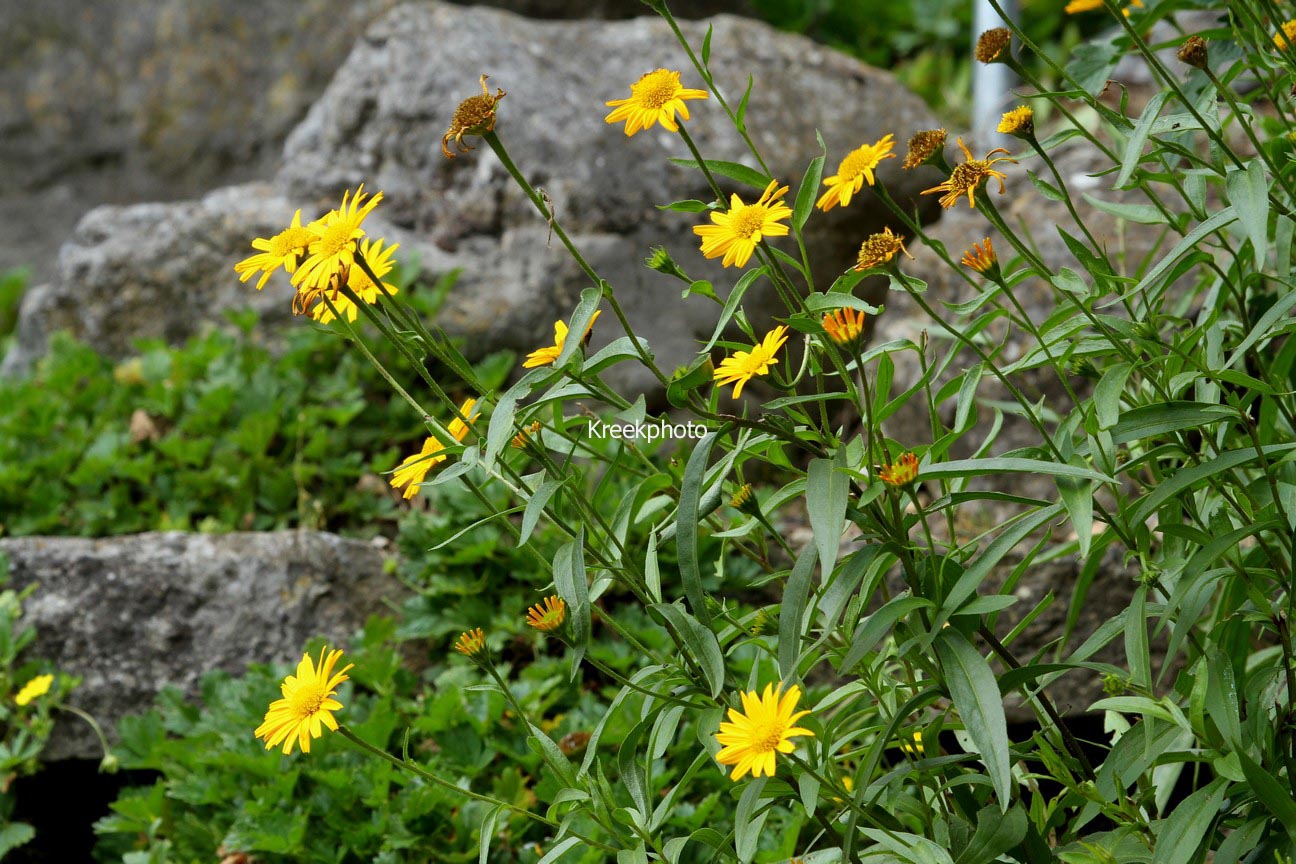 Buphthalmum salicifolium