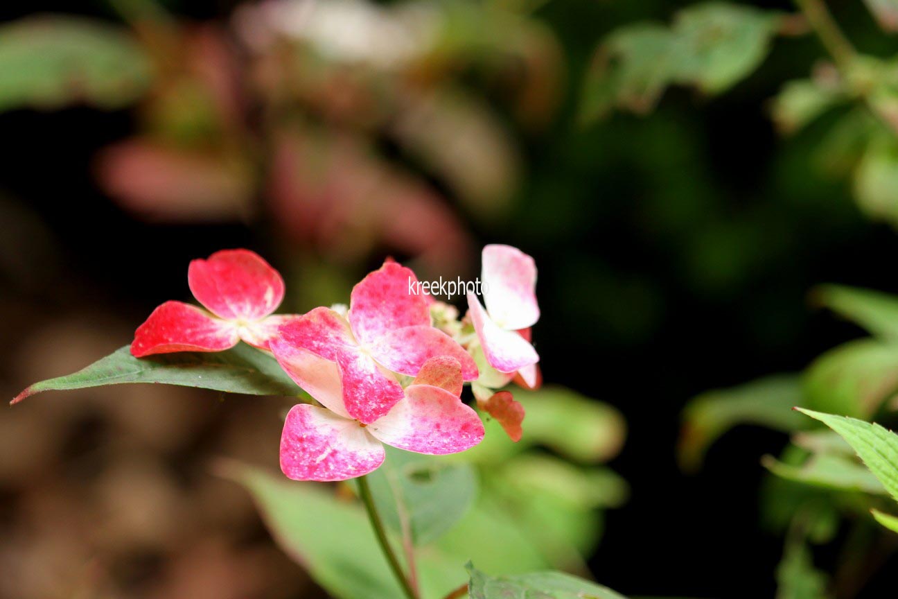 Hydrangea serrata 'Kurenai'