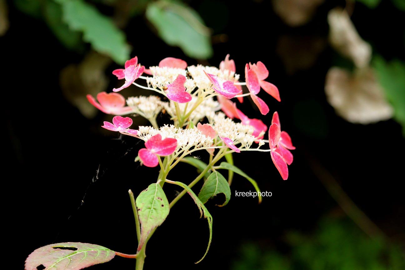 Hydrangea serrata 'Kurenai'