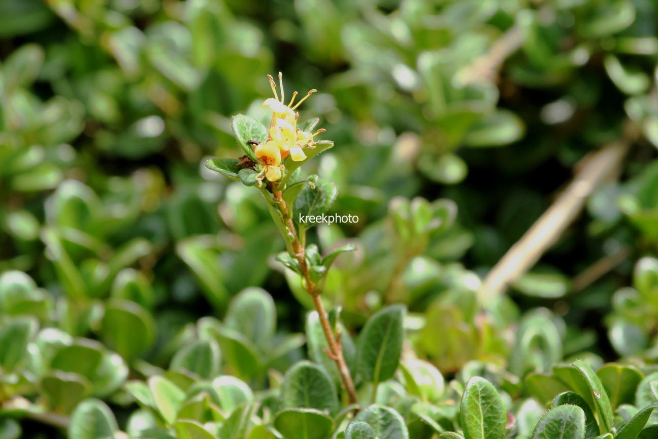 Lonicera crassifolia 'Little Honey'