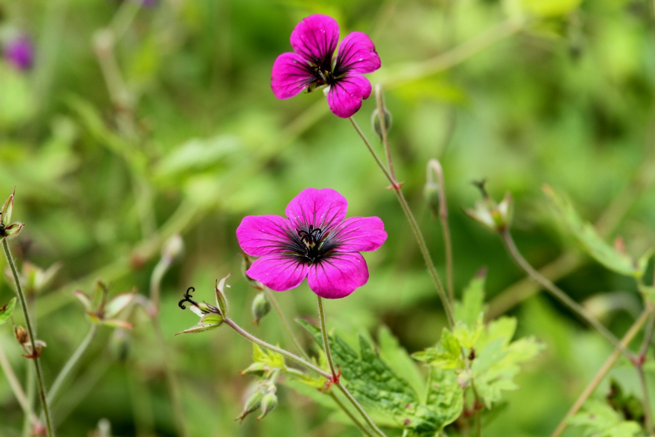 Geranium 'Ann Folkard'