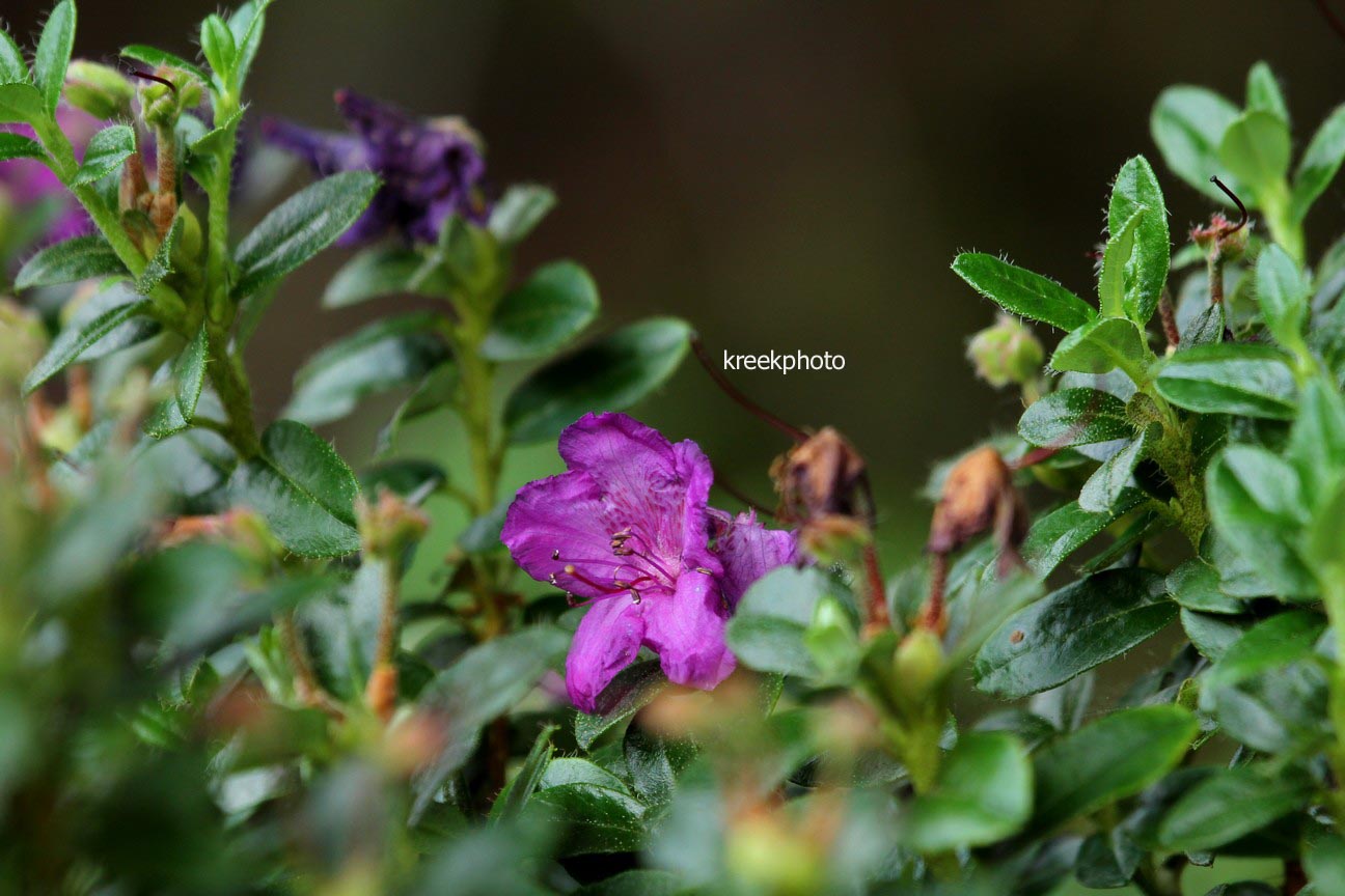 Rhododendron saluenense