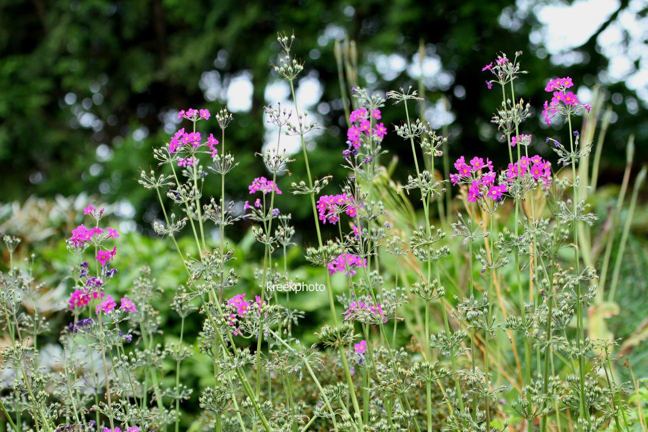 Primula beesiana