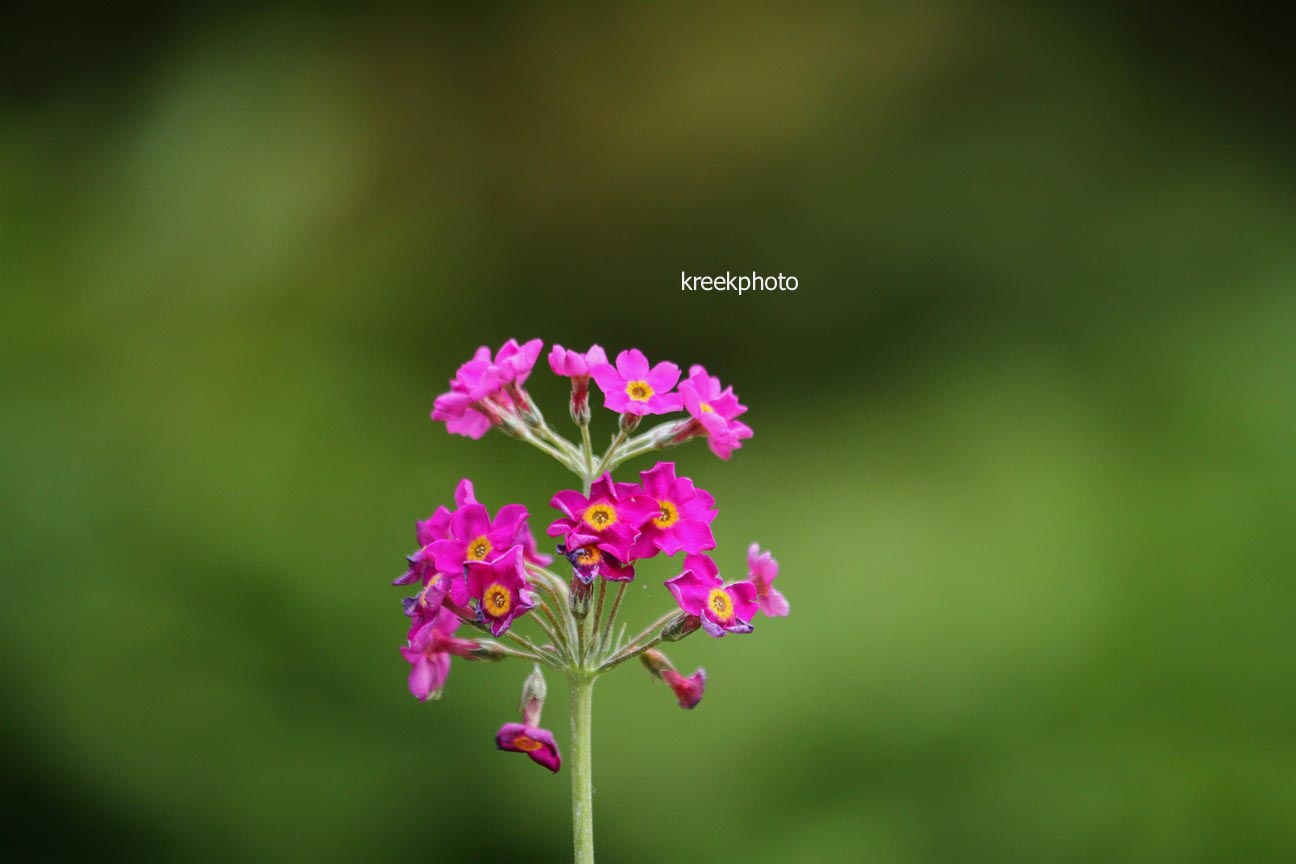 Primula beesiana