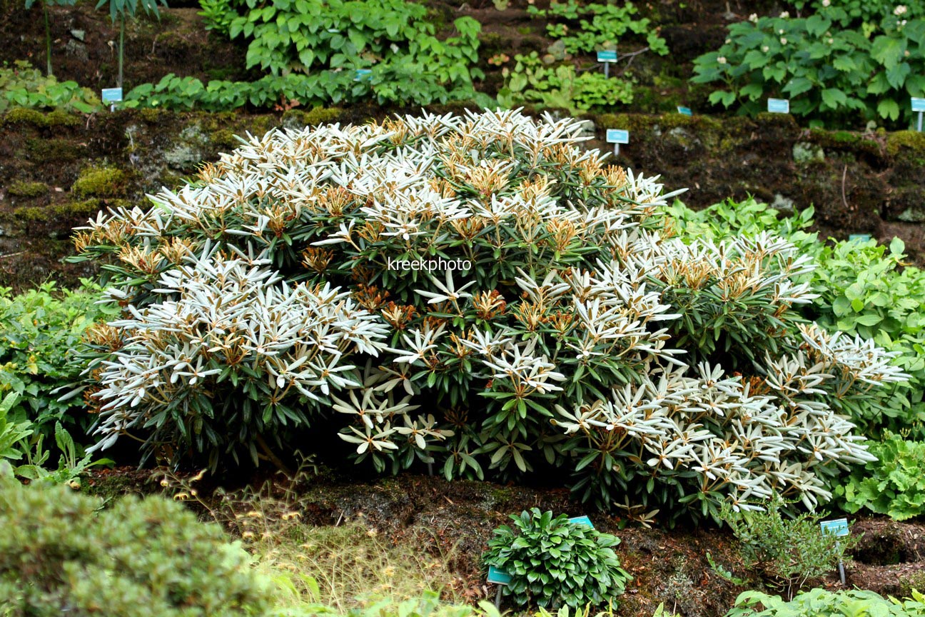 Rhododendron yakushimanum