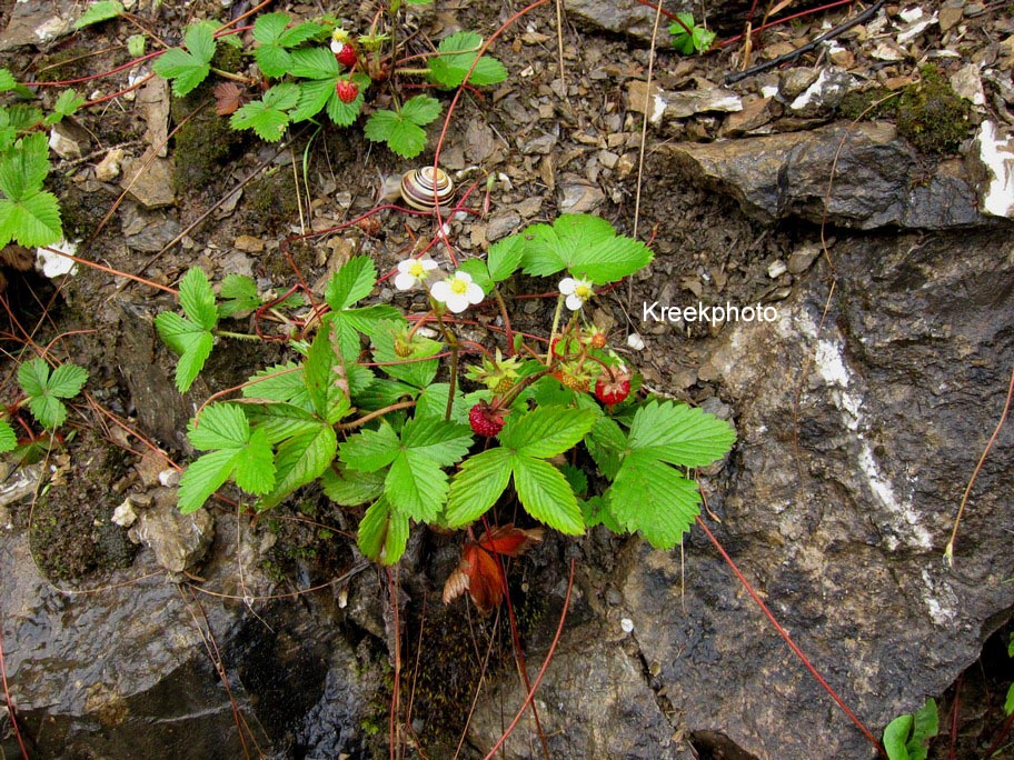 Fragaria vesca