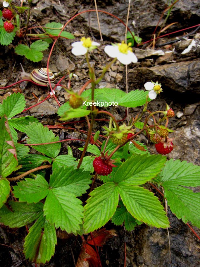 Fragaria vesca