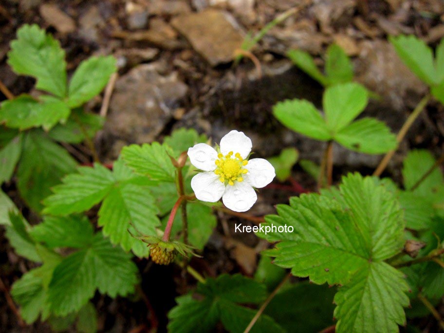 Fragaria vesca