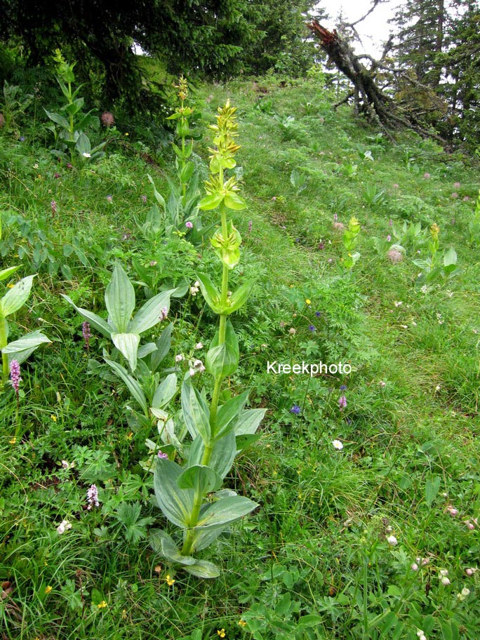 Gentiana lutea